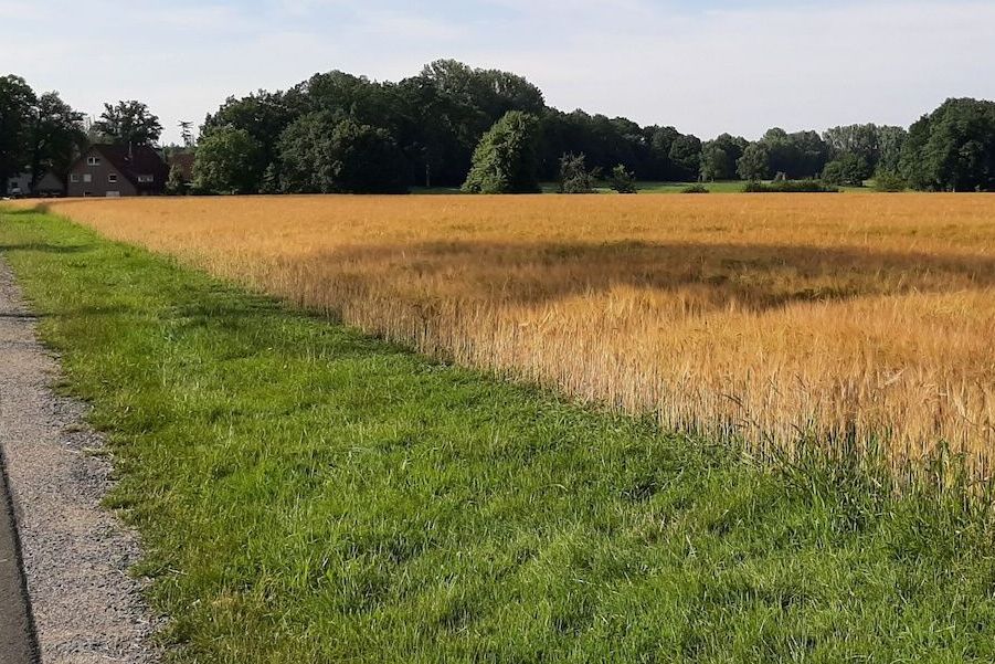 Die erste Stukenbrockerin. Die Ursprünge des Tölkenhofes.